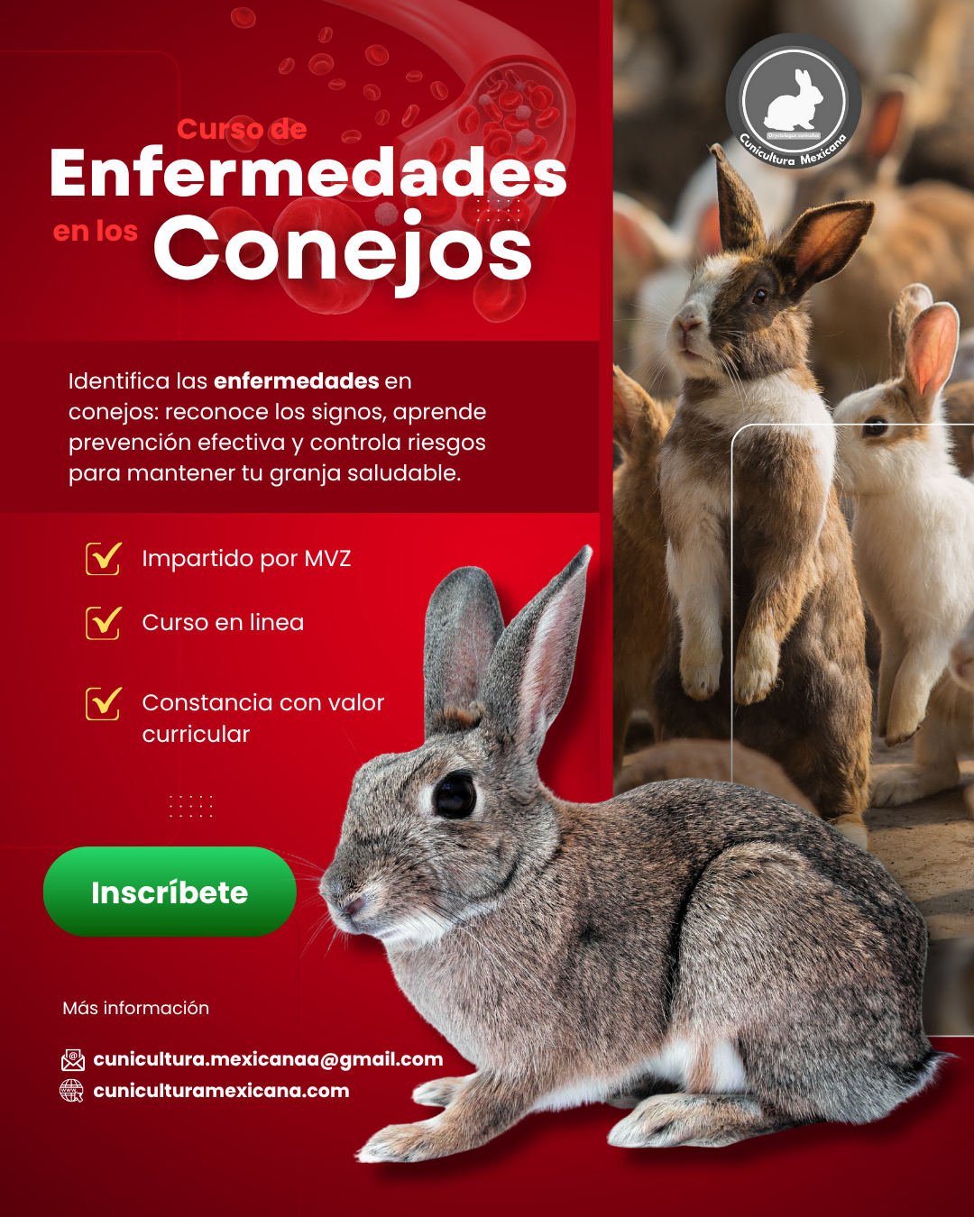 Curso de enfermedades